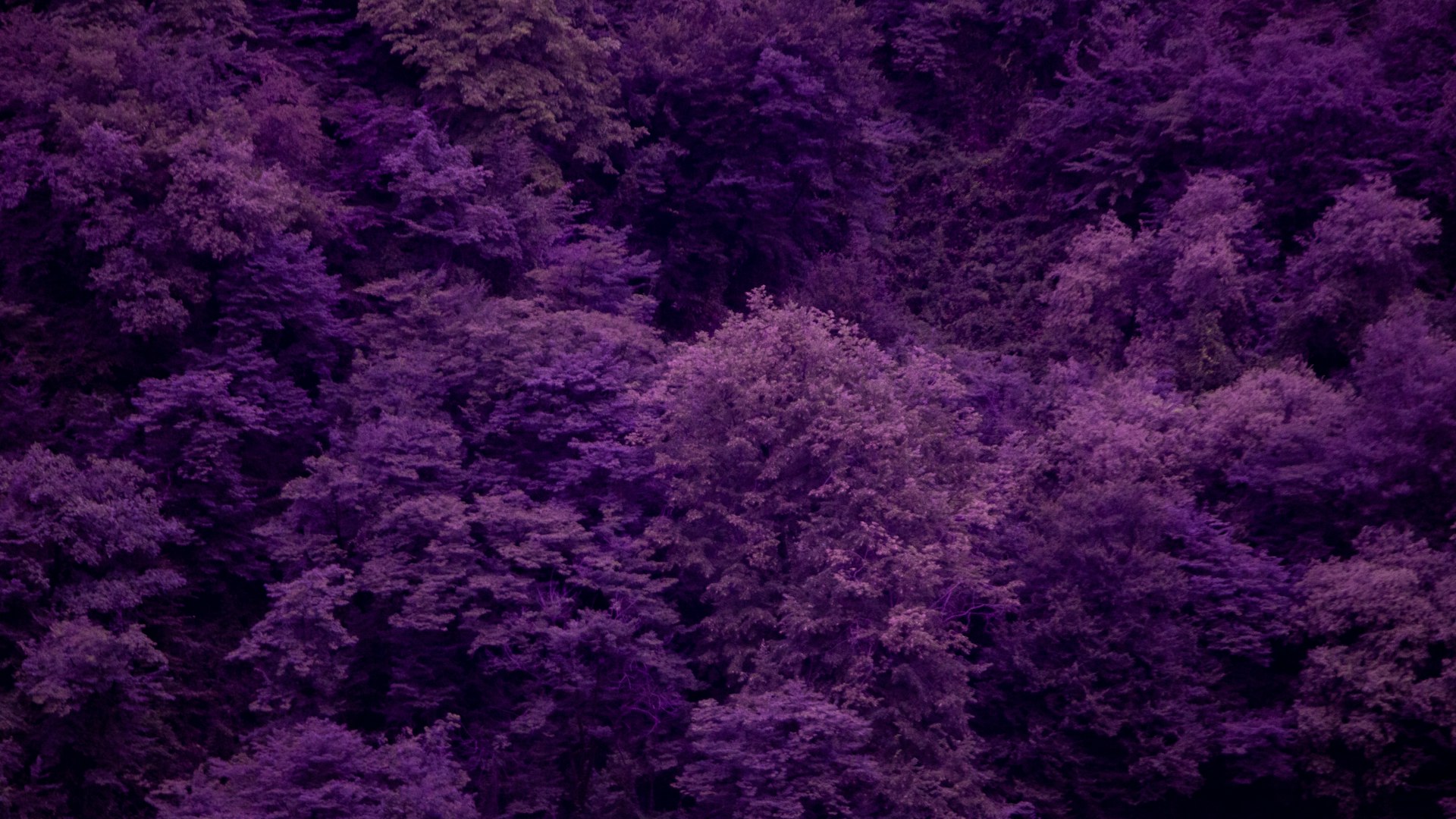 Root system tree with purple leaves symbolizing deep business foundations operational efficiency strategies